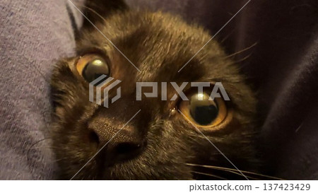 Close up of small black kitten looking into camera indoor. Funny kitty lying and playing with camera at home. Concept of adorable domestic animals. Slow motion 137423429