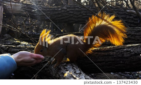Wild fluffy squirrel taking nuts from female arm and gnawing it at sunny forest. Cute rodent eating food from hand of young girl at autumn woodland. Woman feeding hungry small sciurus outdoor Wild fluffy squirrel taking nuts from female arm and gnawing it at sunny forest. Cute rodent eating food from hand of young girl at autumn woodland. Woman feeding hungry small sciurus outdoor 137423430
