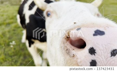 Curious cow looks into camera sniffing it with a big wet nose at green lawn. Cute friendly animal showing curiosity at countryside. Cattle on pasture. Concept of farming. Slow motion Curious cow looks into camera sniffing it with a big wet nose at green lawn. Cute friendly animal showing curiosity at countryside. Cattle on pasture. Concept of farming. Slow motion 137423431