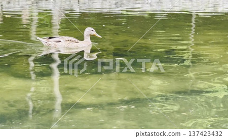 Brownish duck swimming on a calm lake during a sunny summer day. The birds move gently across the water surface, reflecting bright sunlight and creating a peaceful natural wildlife scene Brownish duck swimming on a calm lake during a sunny summer day. The birds move gently across the water surface, reflecting bright sunlight and creating a peaceful natural wildlife scene 137423432