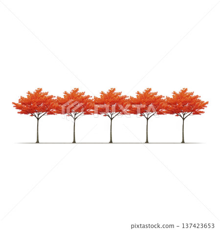 Row of vibrant orange trees stands in line, showcasing their autumn foliage against clear background. symmetry and vivid colors create striking visual effect 137423653