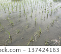 rice planting season 137424163