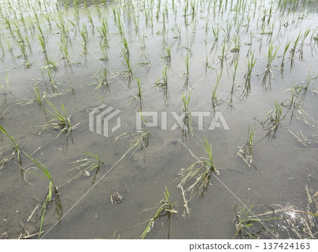 rice planting season rice planting season 137424163