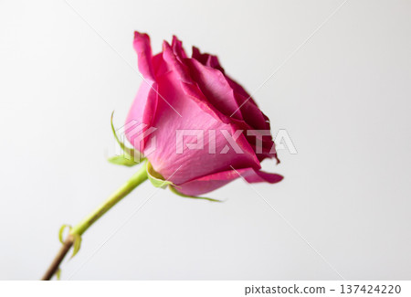 A blooming pink rose with soft petals on a white background. Beauty and timeless romantic symbolism. A blooming pink rose with soft petals on a white background. Beauty and timeless romantic symbolism. 137424220