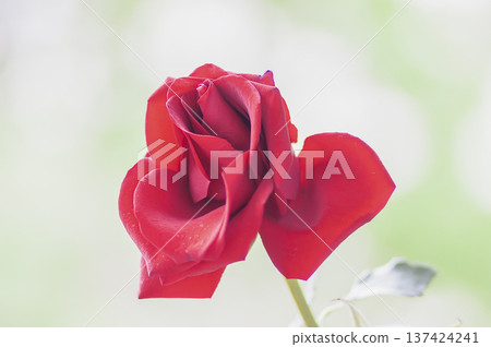 A graceful red rose flower placed on a white background. Symbol of love and gentle beauty. A graceful red rose flower placed on a white background. Symbol of love and gentle beauty. 137424241