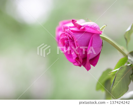 A graceful pink rose flower placed on a white background. Symbol of love and gentle beauty. A graceful pink rose flower placed on a white background. Symbol of love and gentle beauty. 137424242