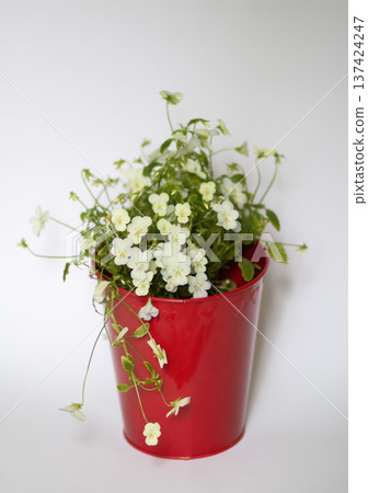 Tiny white pansy blooms arranged in a red metal pot. Colorful contrast and lively floral aesthetic. Tiny white pansy blooms arranged in a red metal pot. Colorful contrast and lively floral aesthetic. 137424247