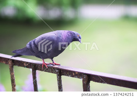 Grey pigeon perched on corroded balcony rail in city setting. Patina metal, natural stillness, and urban documentary style. Grey pigeon perched on corroded balcony rail in city setting. Patina metal, natural stillness, and urban documentary style. 137424251