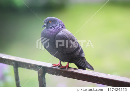 Street pigeons are resting on old rusted railing. Weathered detail, urban wildlife interaction, and everyday city life moment. Street pigeons are resting on old rusted railing. Weathered detail, urban wildlife interaction, and everyday city life moment. 137424253