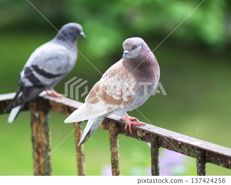 Pigeon birds on rusty balcony rail with aged texture. Industrial aesthetic, natural wildlife presence, and authentic urban environment. Pigeon birds on rusty balcony rail with aged texture. Industrial aesthetic, natural wildlife presence, and authentic urban environment. 137424256