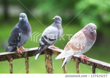 Pigeon birds on rusty balcony rail with aged texture. Industrial aesthetic, natural wildlife presence, and authentic urban environment. Pigeon birds on rusty balcony rail with aged texture. Industrial aesthetic, natural wildlife presence, and authentic urban environment. 137424257