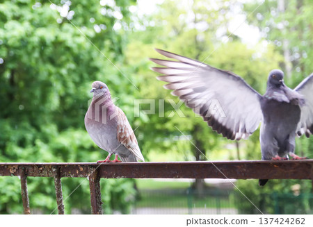 Urban pigeons on oxidized balcony railing. Rough metal texture, natural posture, and gritty city atmosphere. Urban pigeons on oxidized balcony railing. Rough metal texture, natural posture, and gritty city atmosphere. 137424262