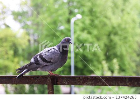 Close-up view of pigeon on rusty railing outside apartment. City wildlife, architectural detail, and textured realism. Close-up view of pigeon on rusty railing outside apartment. City wildlife, architectural detail, and textured realism. 137424263
