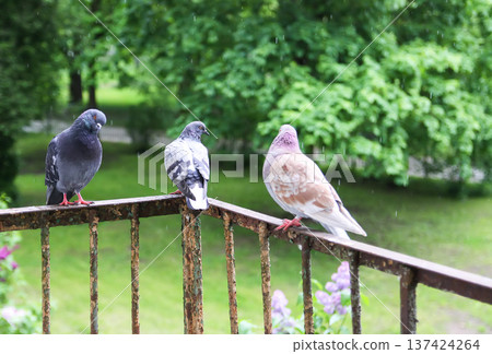 Close-up view of pigeons perched on rusty railing outside apartment. City wildlife, architectural detail, and textured realism. Close-up view of pigeons perched on rusty railing outside apartment. City wildlife, architectural detail, and textured realism. 137424264