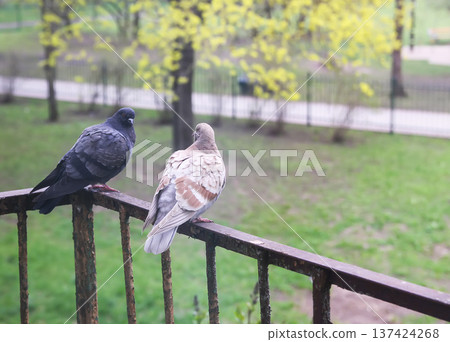 Pigeon birds on old balcony rail covered in rust. Urban mood, authentic street life, and natural calm moment. 137424268