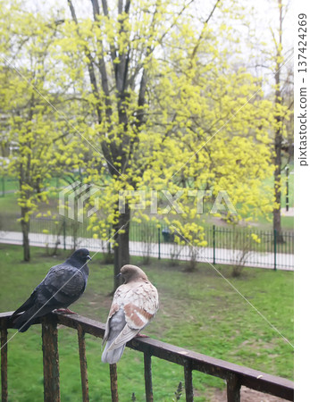 Pigeon birds on old balcony rail covered in rust. Urban mood, authentic street life, and natural calm moment. 137424269