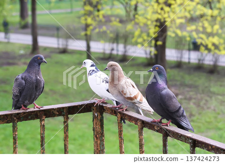 Pigeons perched on rusty balcony railing in urban environment. Close-up city wildlife scene with weathered metal texture and copy space. Pigeons perched on rusty balcony railing in urban environment. Close-up city wildlife scene with weathered metal texture and copy space. 137424273