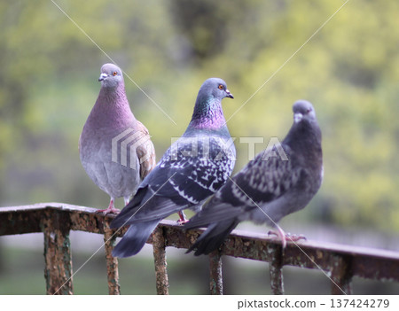 Close-up of pigeons perched on corroded balcony railing. Urban bird portrait with textured rust background and authentic street mood. 137424279