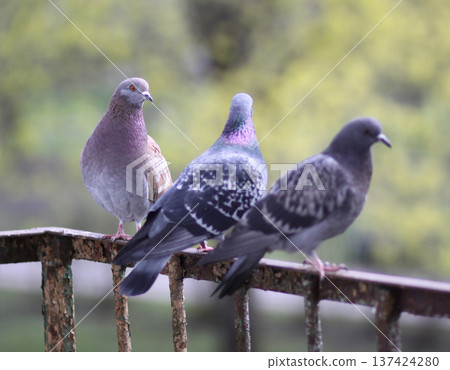 City pigeons resting on weathered metal balcony rail. Rustic patina, urban wildlife, and everyday nature in metropolitan setting. 137424280