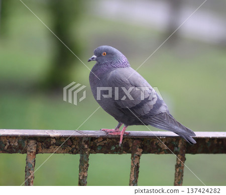 Urban pigeon on rusty iron railing with detailed feathers visible. Natural city wildlife scene with industrial texture. Urban pigeon on rusty iron railing with detailed feathers visible. Natural city wildlife scene with industrial texture. 137424282