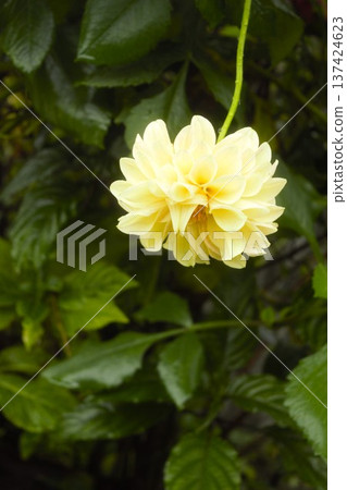 Cream-colored dahlia flowers drooping in the rain (Nepal) Cream-colored dahlia flowers drooping in the rain (Nepal) 137424623