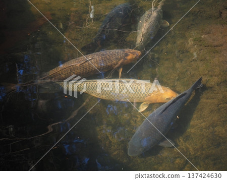Several carp 137424630