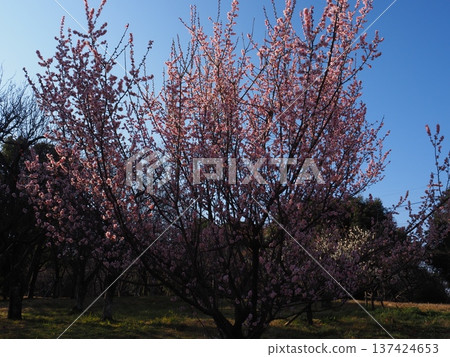 大阪山田池公園的梅樹林 大阪山田池公園的梅樹林 137424653