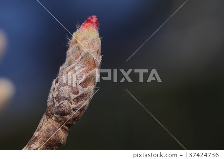 自然植物：鋸齒櫟，三月初的冬芽。芽尖呈紅色，底部略帶綠色。它們很快就會發芽。 137424736