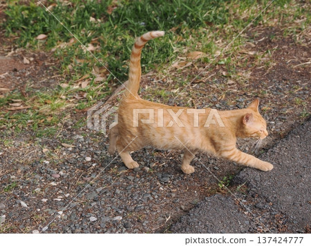 Cute kitten stretching Cute kitten stretching 137424777