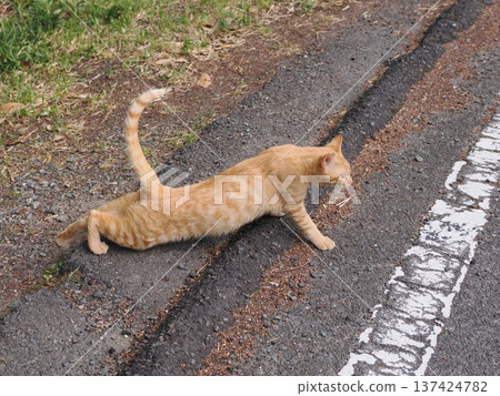 Cute kitten stretching Cute kitten stretching 137424782