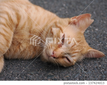 Cute kitten stretching 137424813