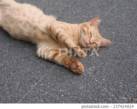 Cute kitten stretching 137424824