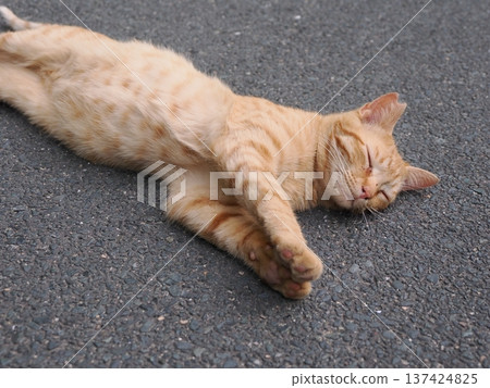 Cute kitten stretching Cute kitten stretching 137424825