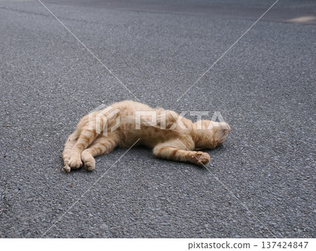 Cute kitten stretching Cute kitten stretching 137424847