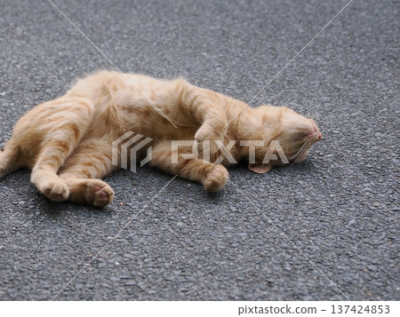 Cute kitten stretching Cute kitten stretching 137424853