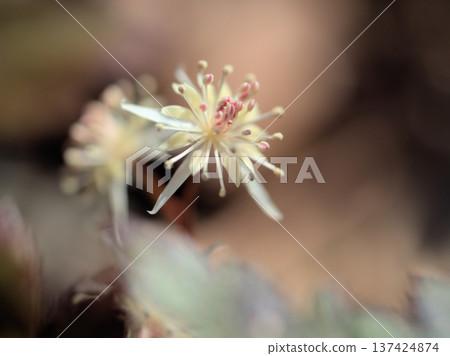 White, ephemeral flowers of the Coptis japonica blooming in March 137424874