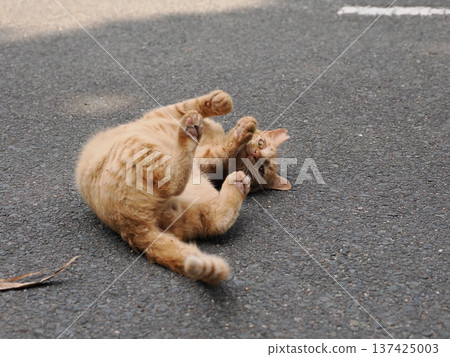 Cute kitten stretching 137425003