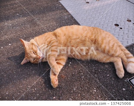 Cute kitten stretching 137425008