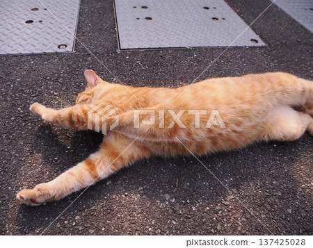 Cute kitten stretching 137425028