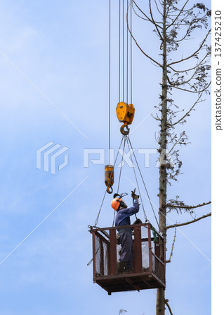 Special felling: Slinging work using a hanging gondola for crane felling Special felling: Slinging work using a hanging gondola for crane felling 137425210
