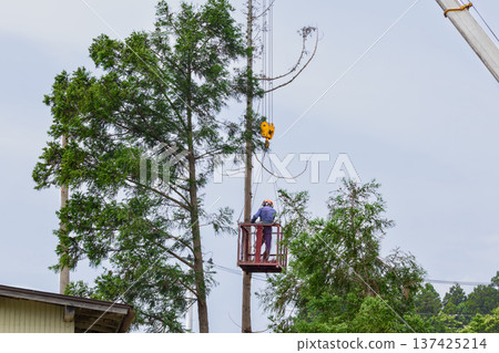 Special felling: Slinging work using a hanging gondola for crane felling Special felling: Slinging work using a hanging gondola for crane felling 137425214
