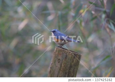 Atsugi Nature Conservation Center: Male Blue-and-white Flycatcher 137425282