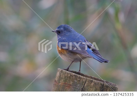 Atsugi Nature Conservation Center: Male Blue-and-white Flycatcher 137425335