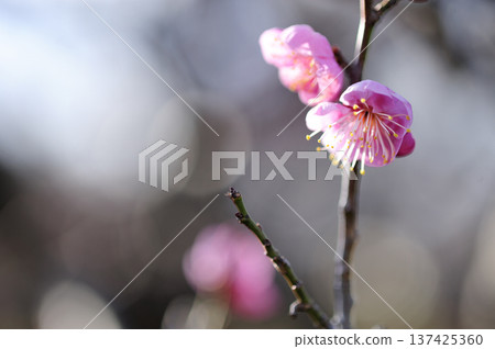 Spring coming Spring coming 137425360