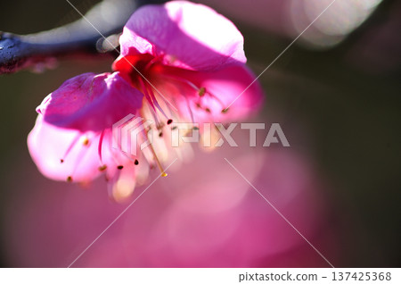 春天來了 春天來了 137425368