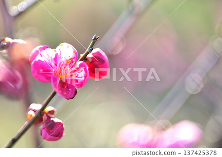 春天來了 春天來了 137425378