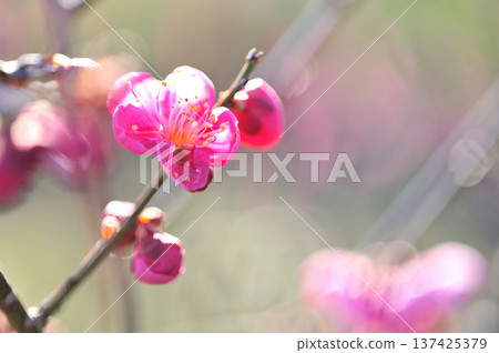 Spring coming Spring coming 137425379
