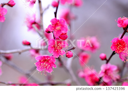 春天來了 春天來了 137425396