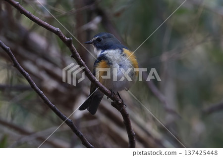 Atsugi Nature Conservation Center: Male Blue-and-white Flycatcher Atsugi Nature Conservation Center: Male Blue-and-white Flycatcher 137425448