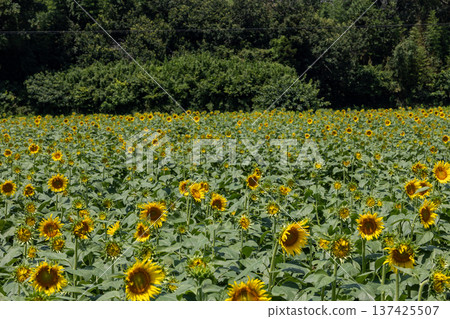 Narita Dream Farm August Sunflowers in full bloom Narita Dream Farm August Sunflowers in full bloom 137425507